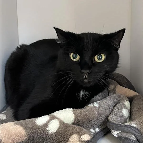 Plumeria thumbnail 2