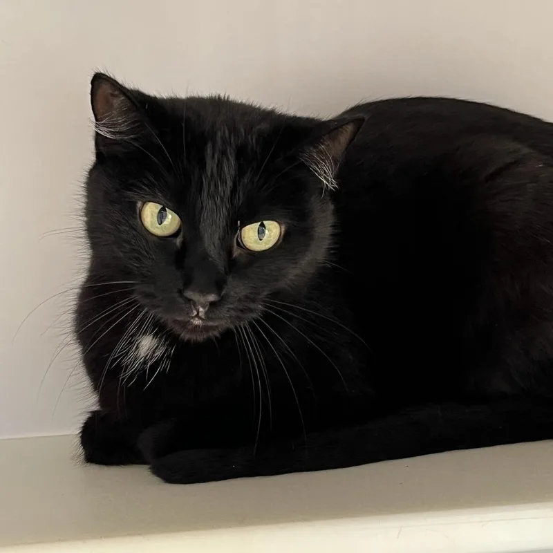 Plumeria thumbnail 3