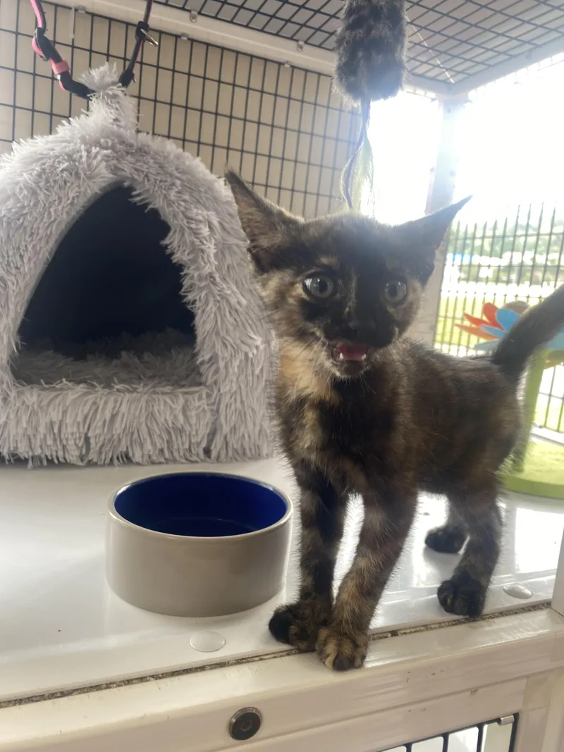 A baby small-sized female Domestic Short Hair cat named Highway for adoption in Randolph, AL