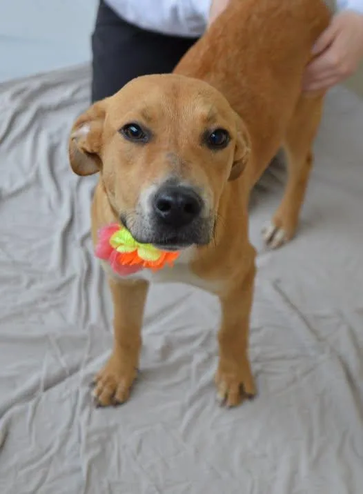 A baby large-sized female Shepherd dog named Winona for adoption in McKinney, TX