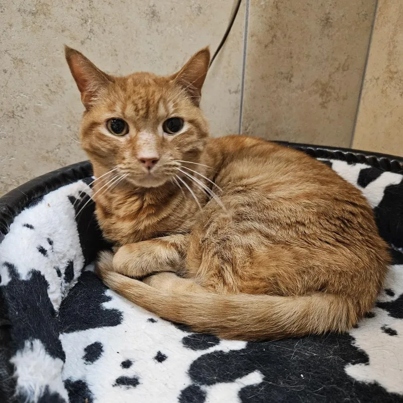 An adult medium-sized female Orange / Red Domestic Short Hair cat named Kyoshi for adoption in Las Vegas, NV