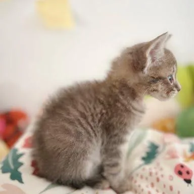 A baby small-sized male Brown / Chocolate Domestic Short Hair cat named Riot for adoption in Buellton, CA