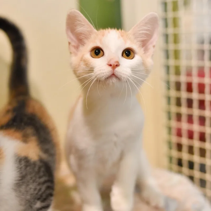 A baby small-sized male Orange / Red Domestic Short Hair cat named Augustus Gloop for adoption in Kailua Kona, HI