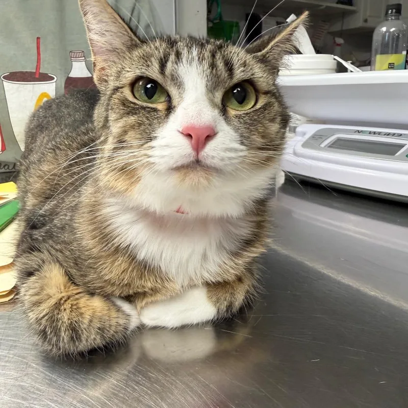 A young medium-sized female Brown / Chocolate Domestic Short Hair cat named Pixie for adoption in Hamburg, NY