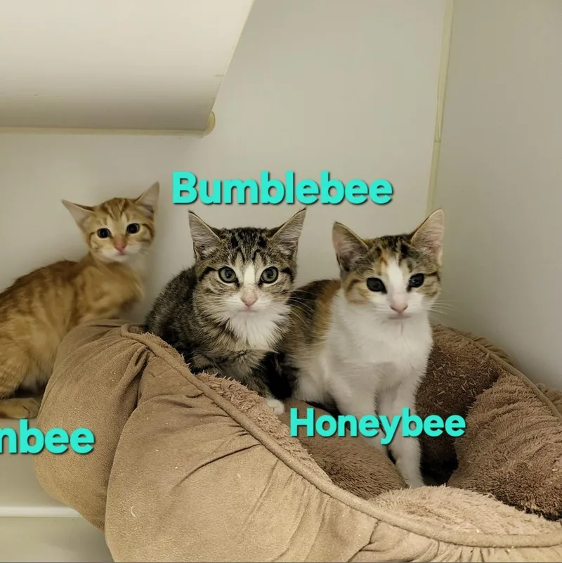 Bumblebee thumbnail 2