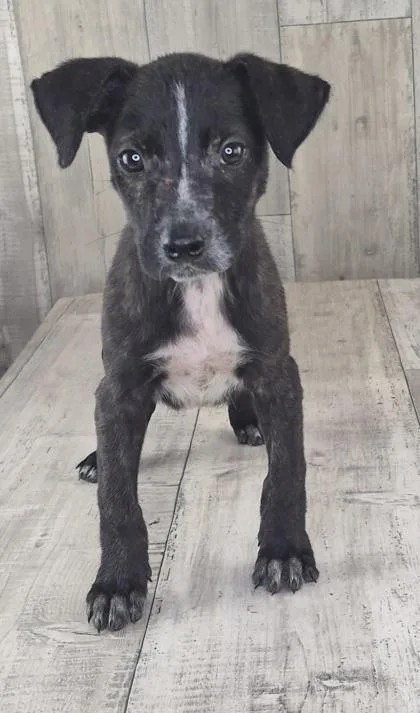 An adult small-sized male Terrier dog named Atari for adoption in Shreveport, LA