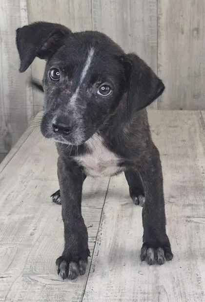 Atari thumbnail 2
