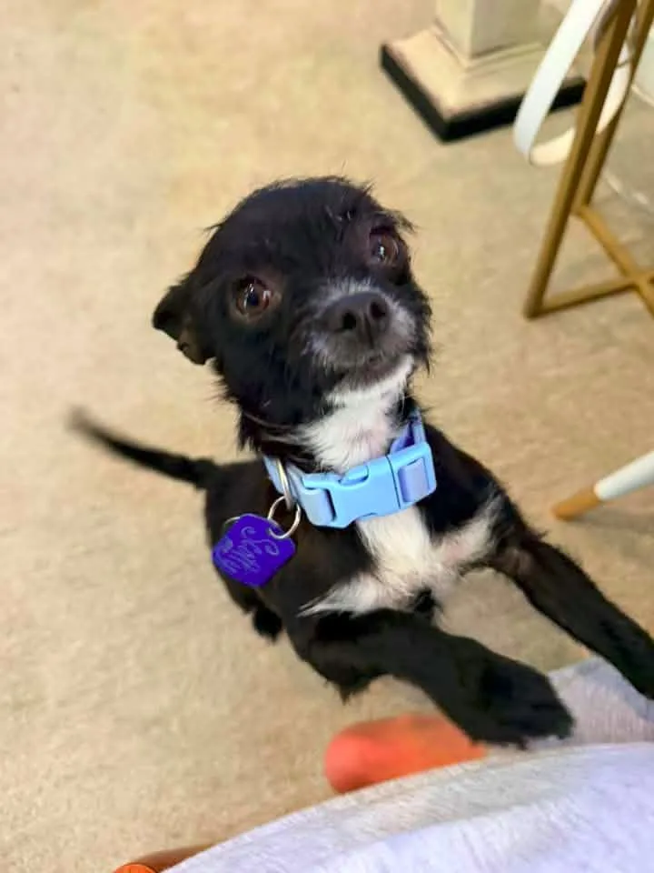 A young small-sized male Chihuahua dog named Scotty $ for adoption in Milwaukee, WI