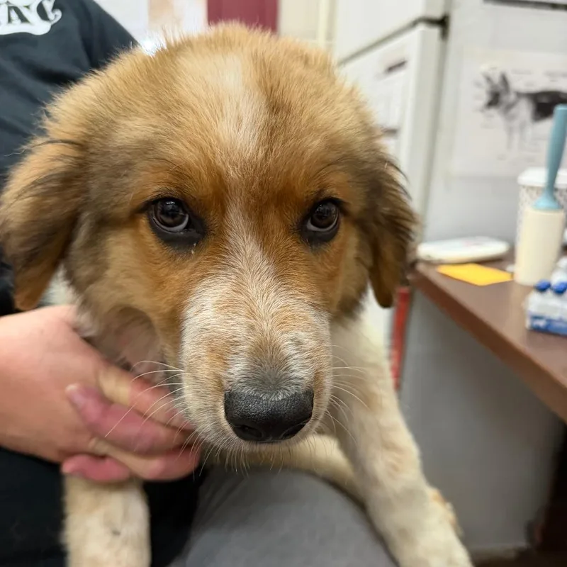 A baby large-sized male Brown / Chocolate Anatolian Shepherd dog named Parker for adoption in Ardmore, OK