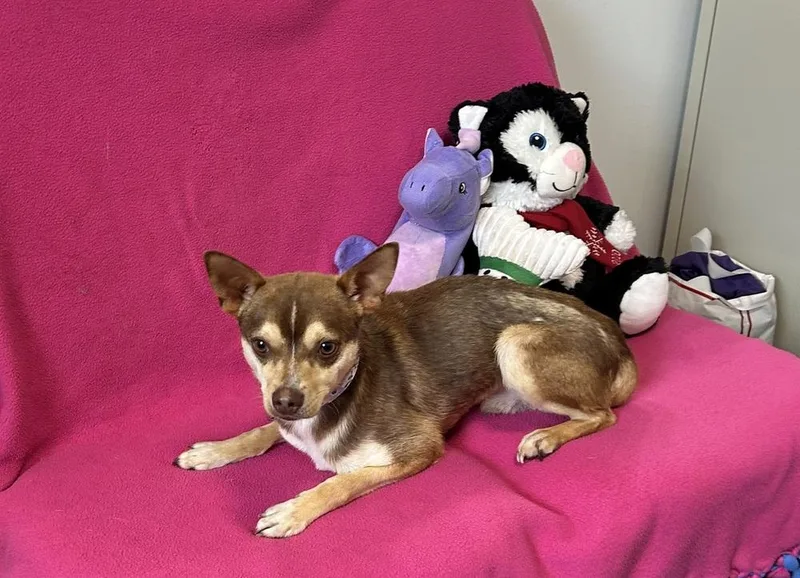 An adult small-sized male Tricolor (Brown, Black, & White) Chihuahua dog named Peanut for adoption in Cedartown, GA