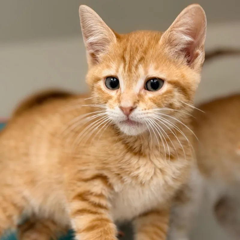 A baby small-sized male Brown / Chocolate Domestic Short Hair cat named Rust for adoption in Champaign, IL