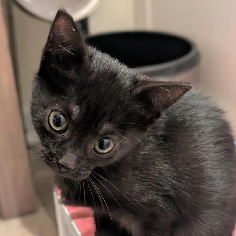 A baby small-sized female Black Domestic Short Hair cat named Cirrus for adoption in Chapel Hill, NC