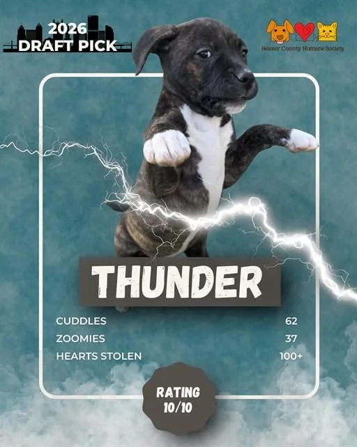 A baby small-sized female German Shepherd Dog dog named Thunder for adoption in Aliquippa, PA