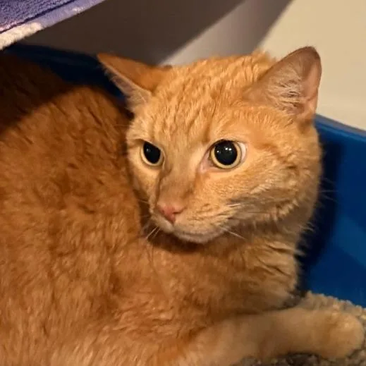 A senior medium-sized female Orange / Red Domestic Short Hair cat named Olivia for adoption in South Burlington, VT