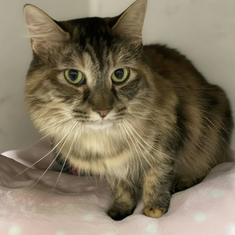 A young medium-sized female Domestic Long Hair cat named Veronica for adoption in Blasdell, NY