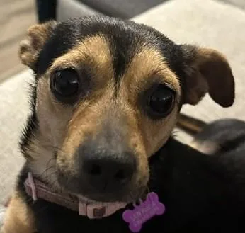 A young small-sized female Chihuahua dog named Brownie for adoption in Bartlett, IL