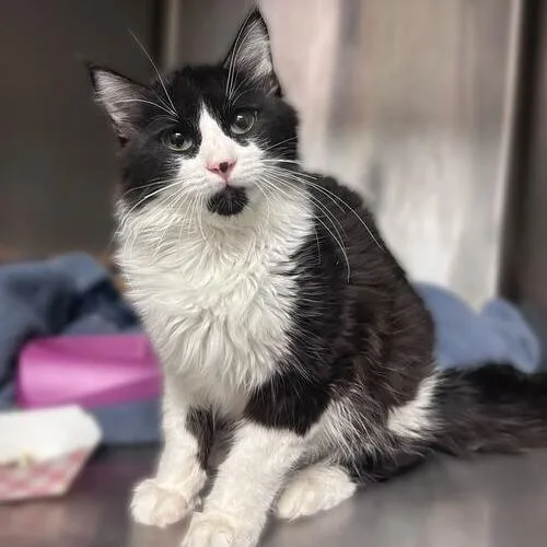A young medium-sized male Black Domestic Medium Hair cat named Zip for adoption in Davenport, IA