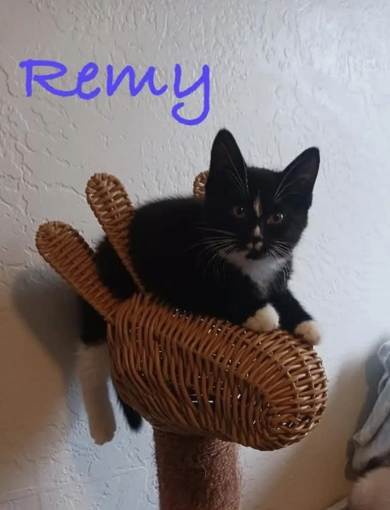 Remy