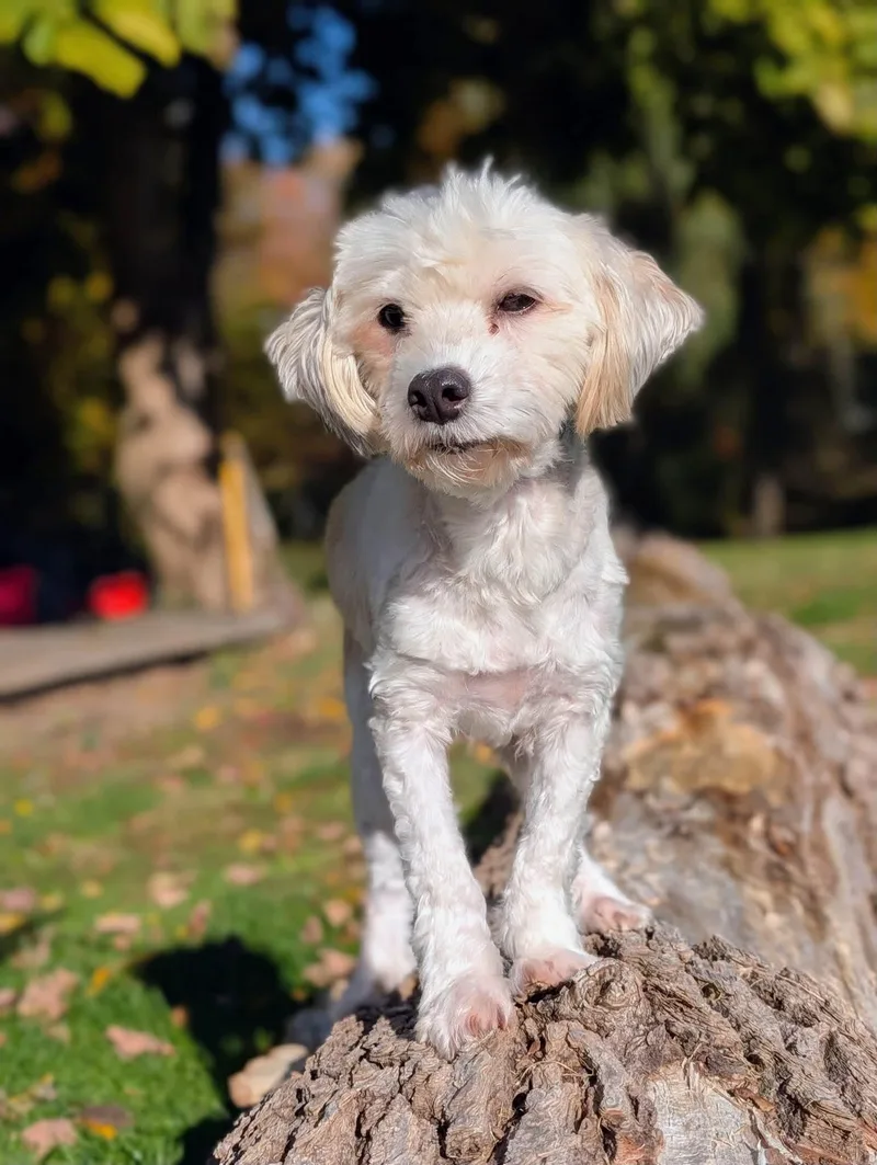 An adult small-sized male Aussiedoodle dog named Leo for adoption in Cowlesville, NY