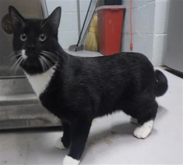 A young large-sized male Domestic Short Hair cat named Erebus for adoption in Augusta, GA