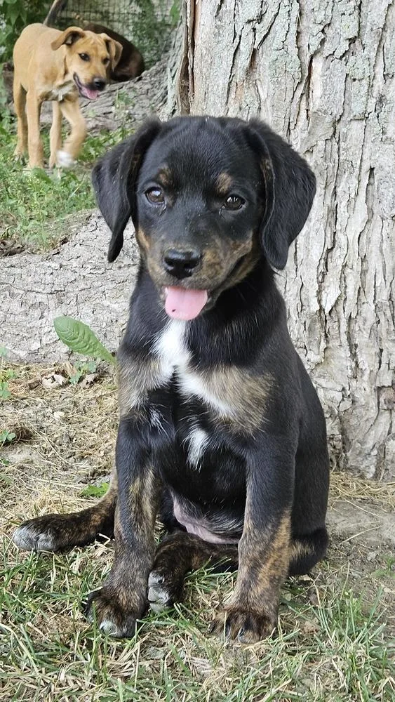 A baby medium-sized female Black Beagle dog named Mijenta for adoption in Peoria, IL