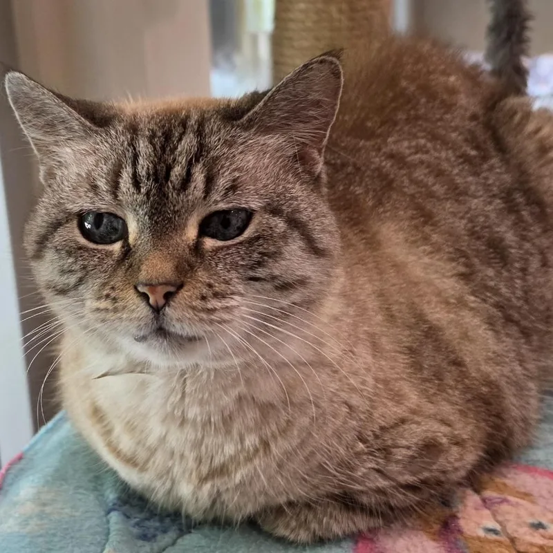 A senior medium-sized female Domestic Short Hair cat named Agatha for adoption in Cumming, GA