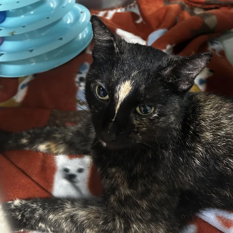 A young small-sized female Tortoiseshell Domestic Short Hair cat named Kelly for adoption in Pensacola, FL