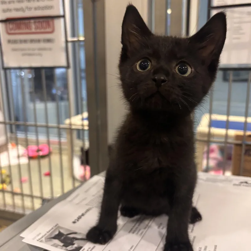 A young medium-sized male Black Domestic Short Hair cat named One for adoption in Charleston, SC