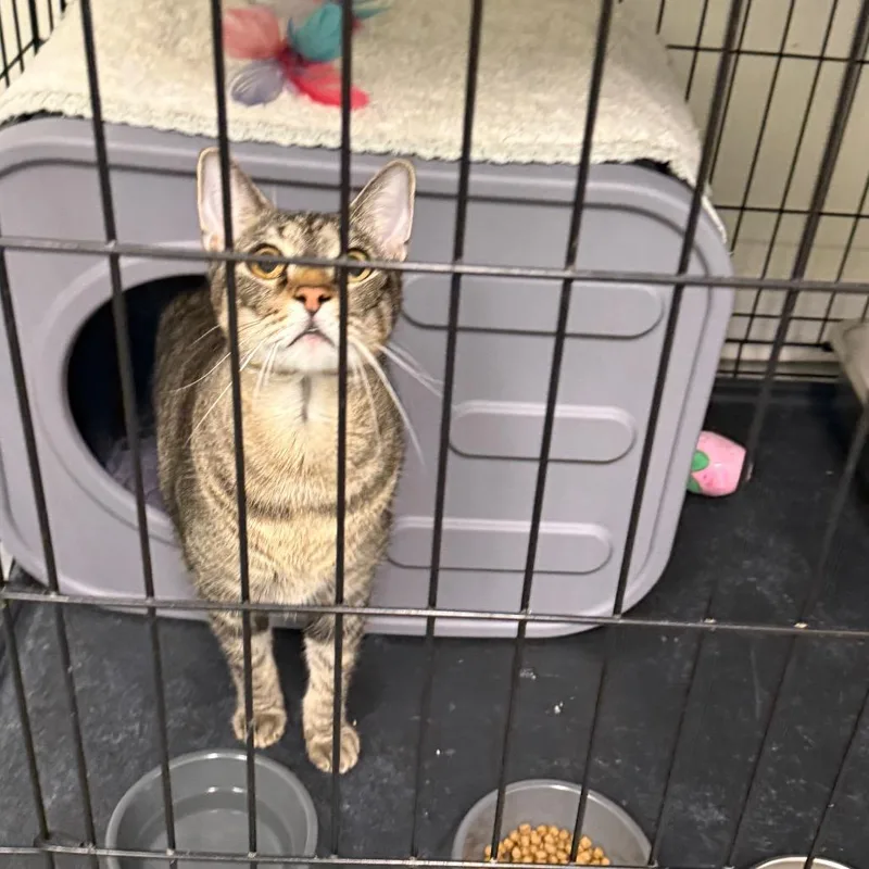 An adult extra large-sized male Domestic Short Hair cat named Pimento for adoption in Houston, TX