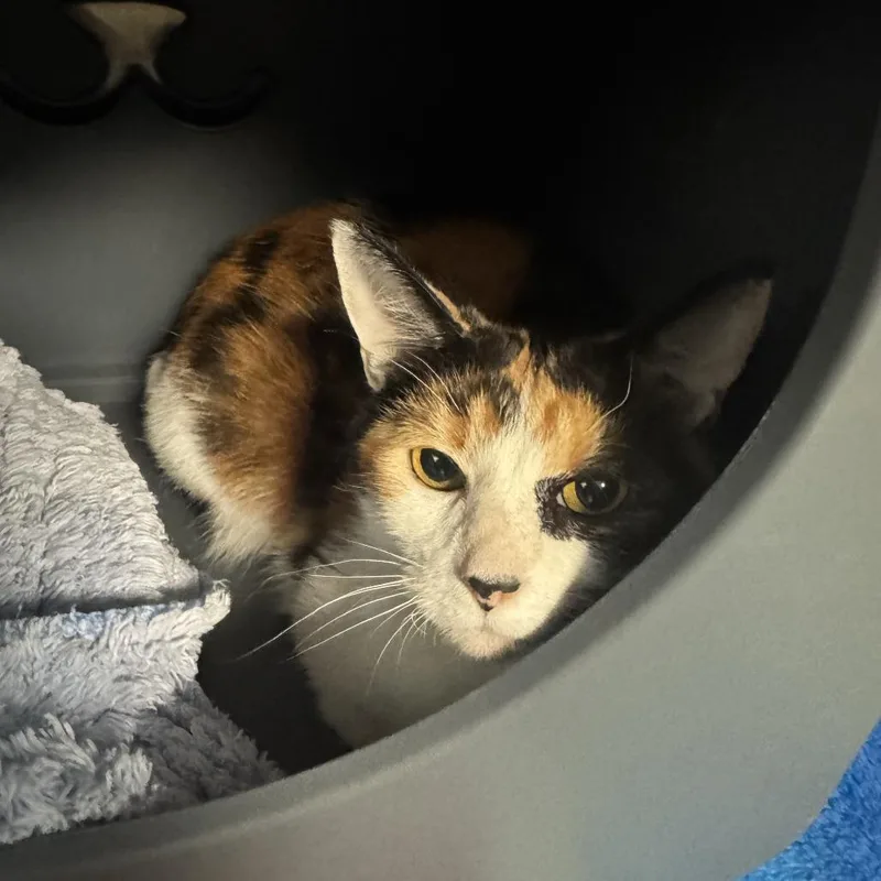An adult medium-sized female Calico Domestic Short Hair cat named Jane P for adoption in Baltimore, MD