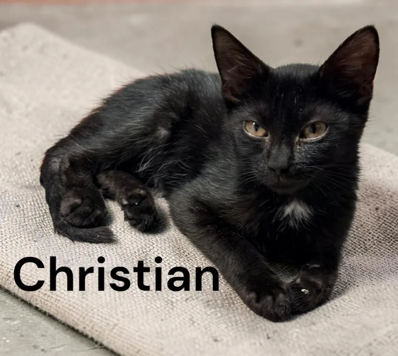 A baby medium-sized male Black Domestic Short Hair cat named Christian for adoption in Weems, VA