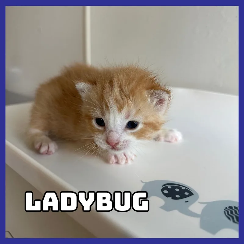 Ladybug