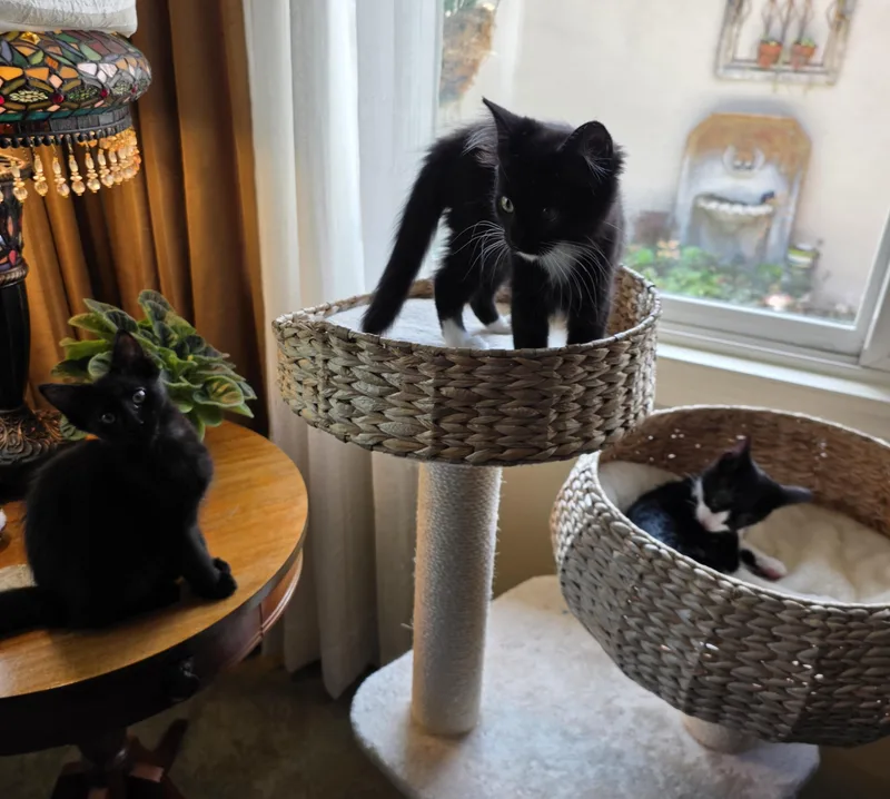A baby medium-sized female Black & White / Tuxedo Tuxedo cat named Marlo for adoption in Los Angeles, CA