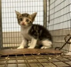 A baby small-sized female Domestic Short Hair cat named Gator for adoption in Port Allen, LA