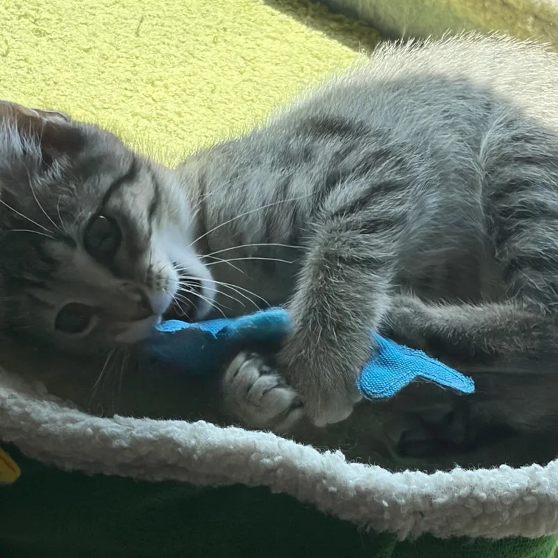 A baby small-sized female Brown / Chocolate Domestic Short Hair cat named Mindy for adoption in Evansville, IN