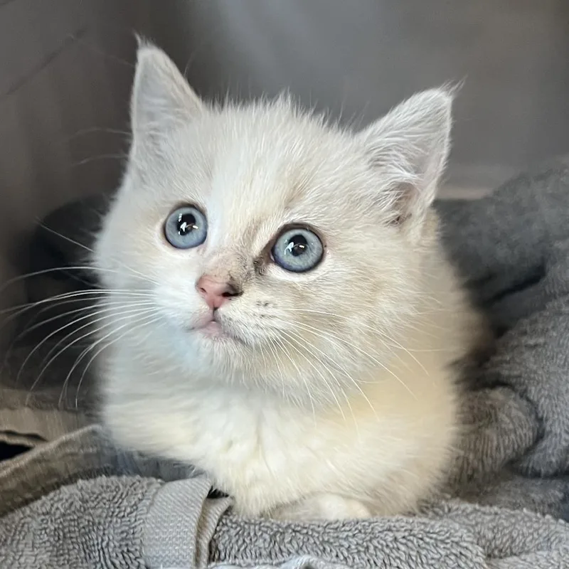 A baby small-sized female White Ragdoll cat named Rapunzel for adoption in Wadena, MN