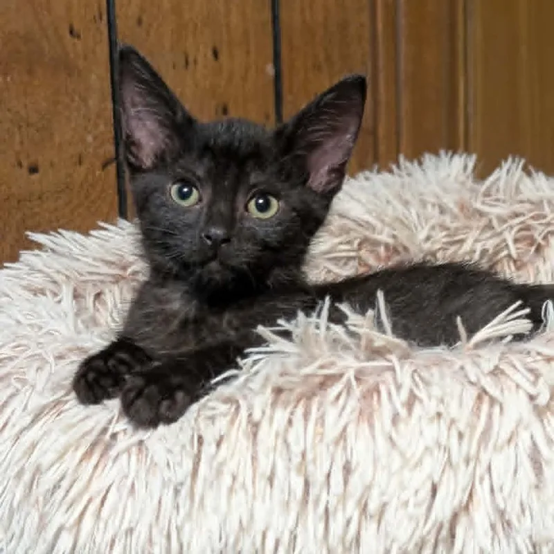 A baby small-sized female Black Domestic Short Hair cat named Judy Moody for adoption in West Olive, MI