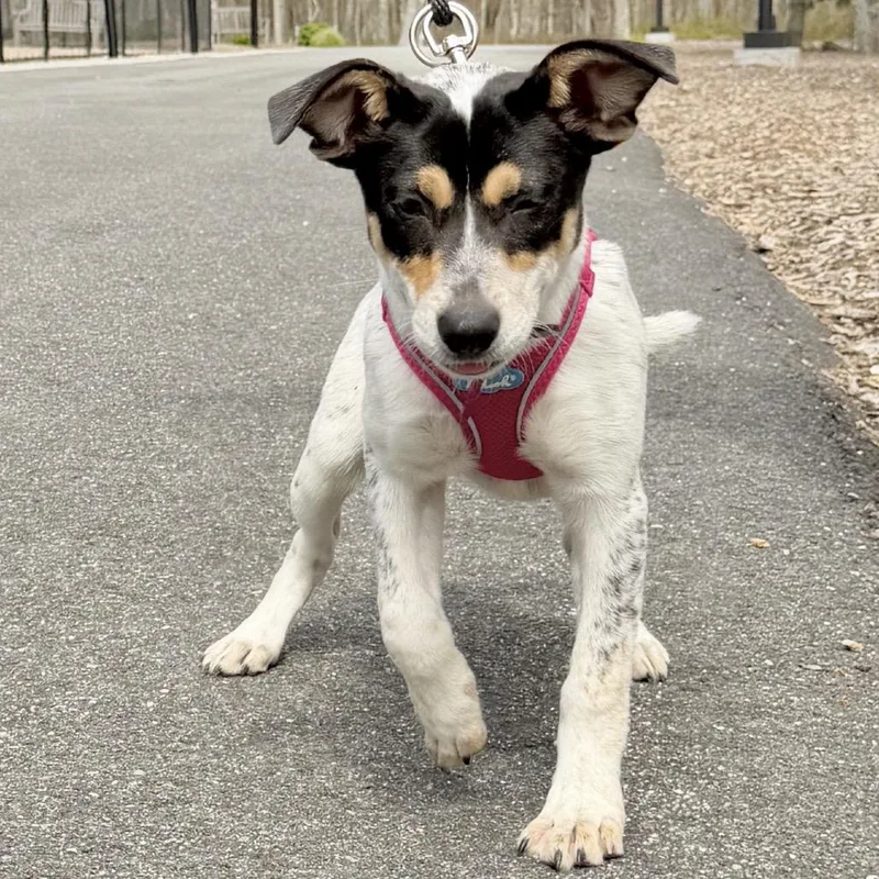 A baby small-sized female Black Australian Cattle Dog / Blue Heeler dog named Fusilli for adoption in East Hampton, NY