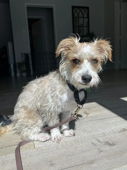 A young small-sized male Terrier dog named Enzo for adoption in Los Angeles, CA