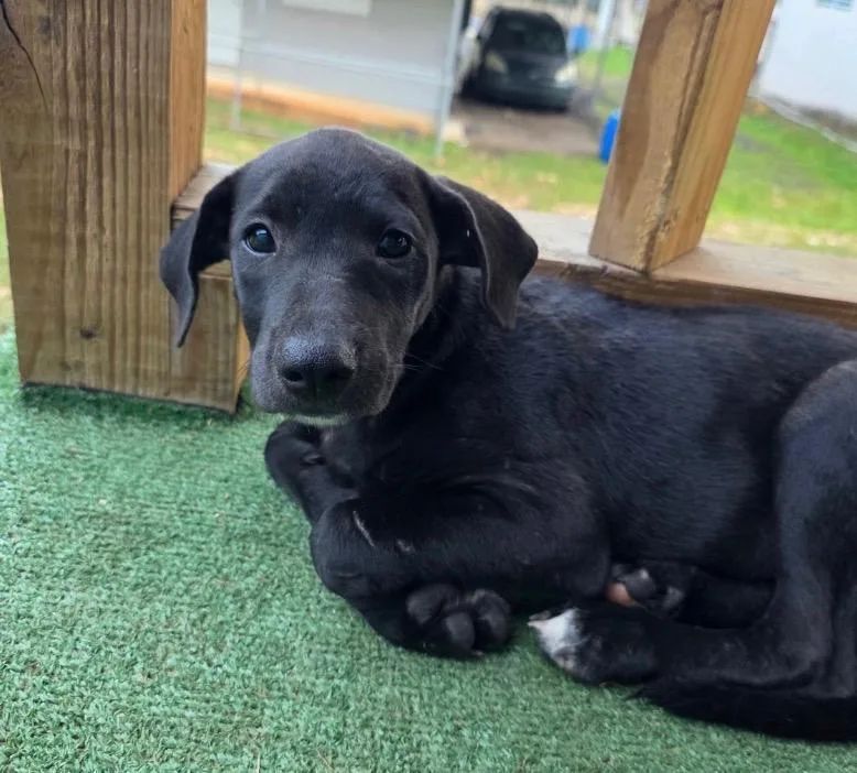 A baby medium-sized female Black Labrador Retriever dog named Meggie  The Velcro for adoption in Carolina, PR