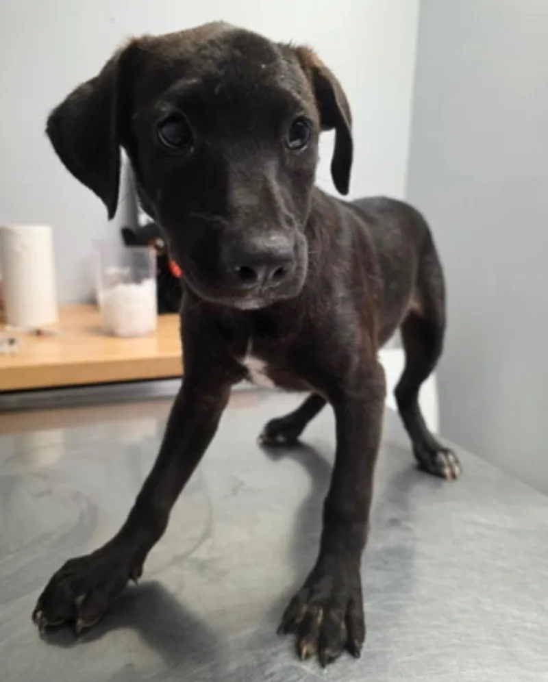 Meggie  The Velcro thumbnail 5