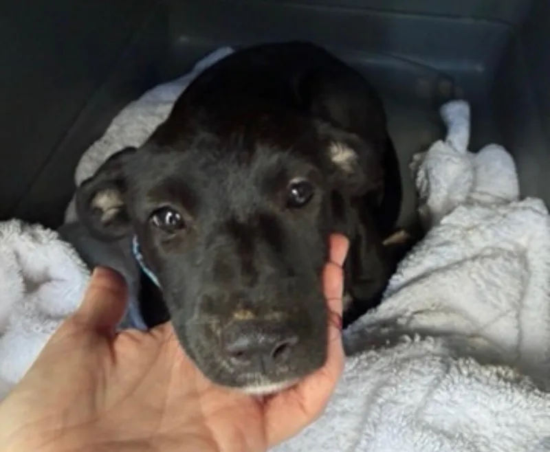 Meggie  The Velcro thumbnail 6