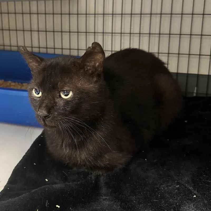 A senior large-sized male Black Domestic Short Hair cat named Tom for adoption in Columbiana, AL