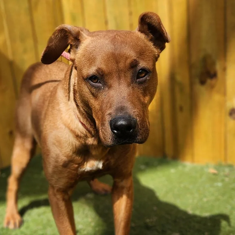 Scrappy Doo Jum