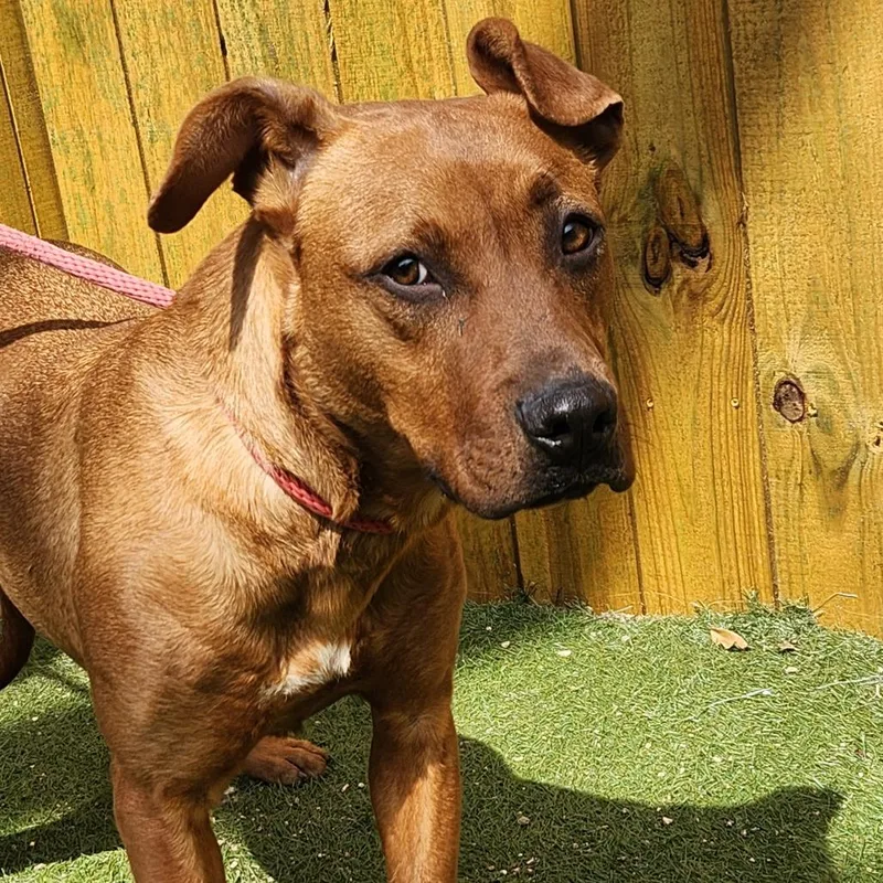 Scrappy Doo Jum thumbnail 2