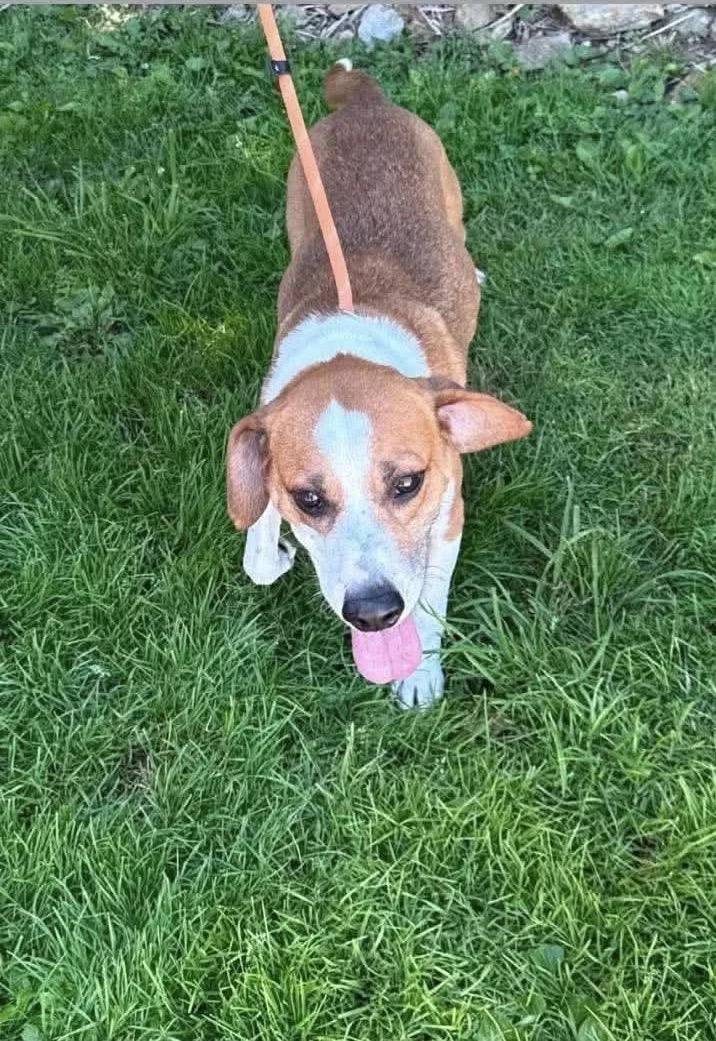 A young medium-sized male Golden Hound dog named Zion for adoption in St. Clairsville, OH