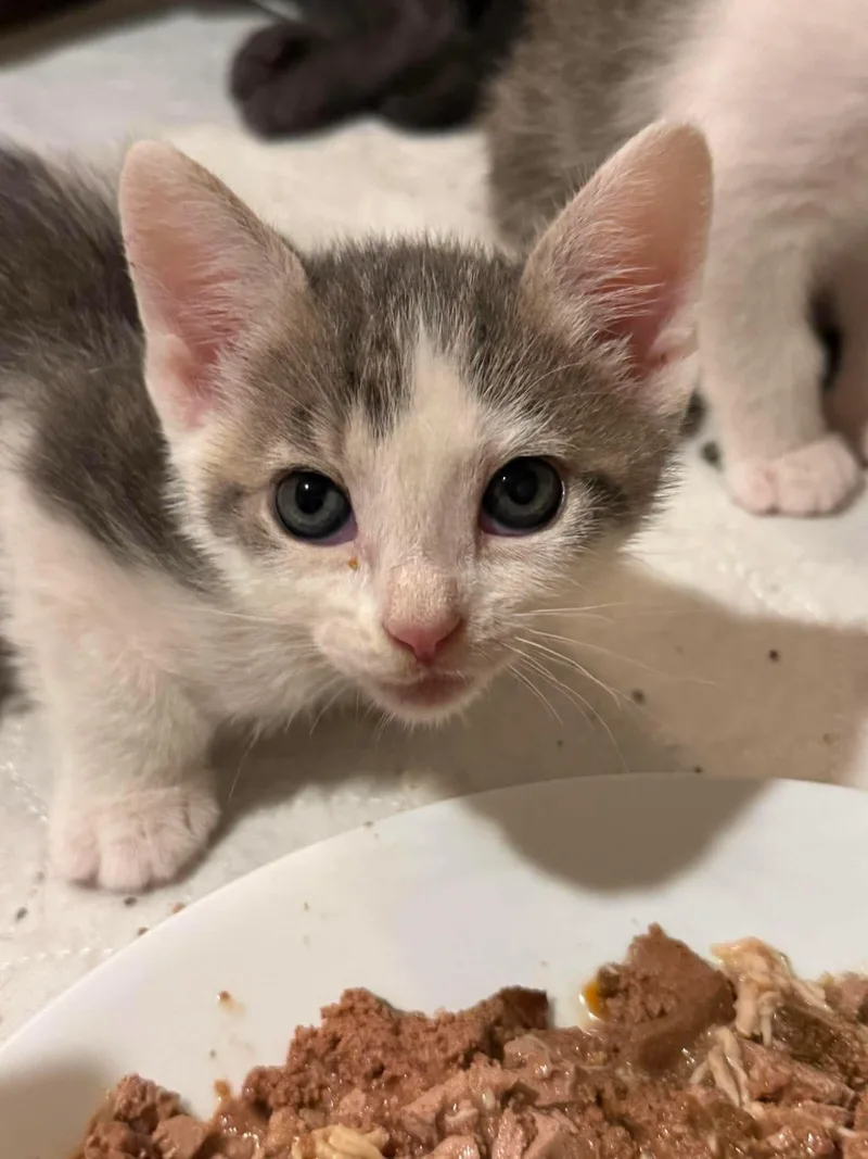 A baby medium-sized female Gray & White Domestic Short Hair cat named Sprocket for adoption in Minneapolis, MN