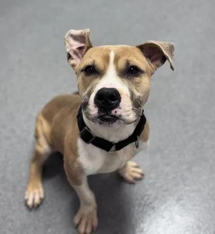 A baby medium-sized male Mixed Breed dog named Sully for adoption in West Chester, PA