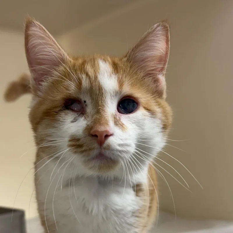 A baby small-sized male Orange / Red Domestic Short Hair cat named Finn for adoption in Harrisonburg, VA