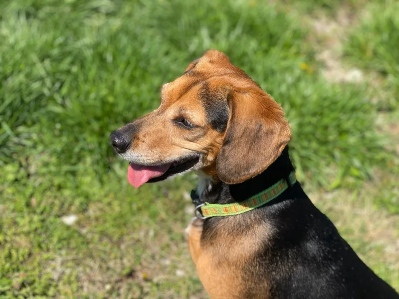 An adult small-sized female Tricolor (Brown, Black, & White) Beagle dog named Dory for adoption in Indianapolis, IN